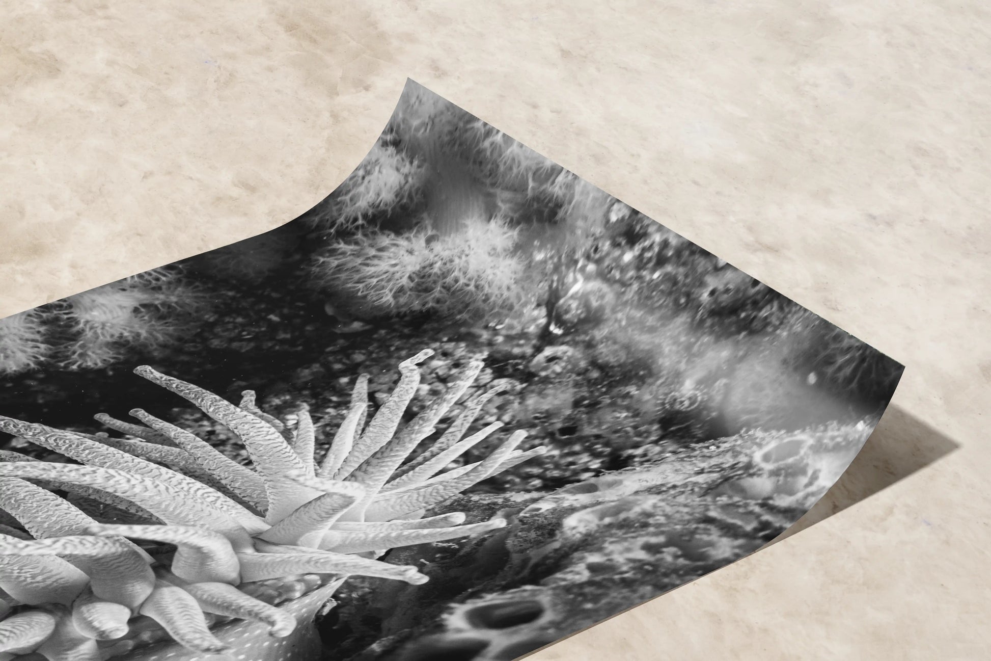 A premium paper print of a black and white photograph depicting a detailed Crimson Anemone underwater, displaying sharp contrasts.