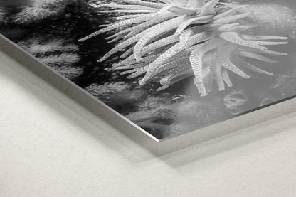 Close-up of a black and white aluminum print corner, featuring the textured details of a Crimson Anemone underwater artwork.