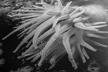 Textured surface close-up of a canvas print, highlighting the intricate details of a Crimson Anemone in a black and white underwater photograph.