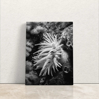 Black and white canvas art of a Crimson Anemone underwater, leaning against a wall, offering a modern marine aesthetic.