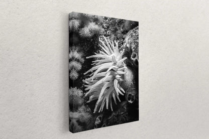 A canvas print on the wall displaying a detailed black and white underwater shot of a Crimson Anemone, enhancing a modern decor.