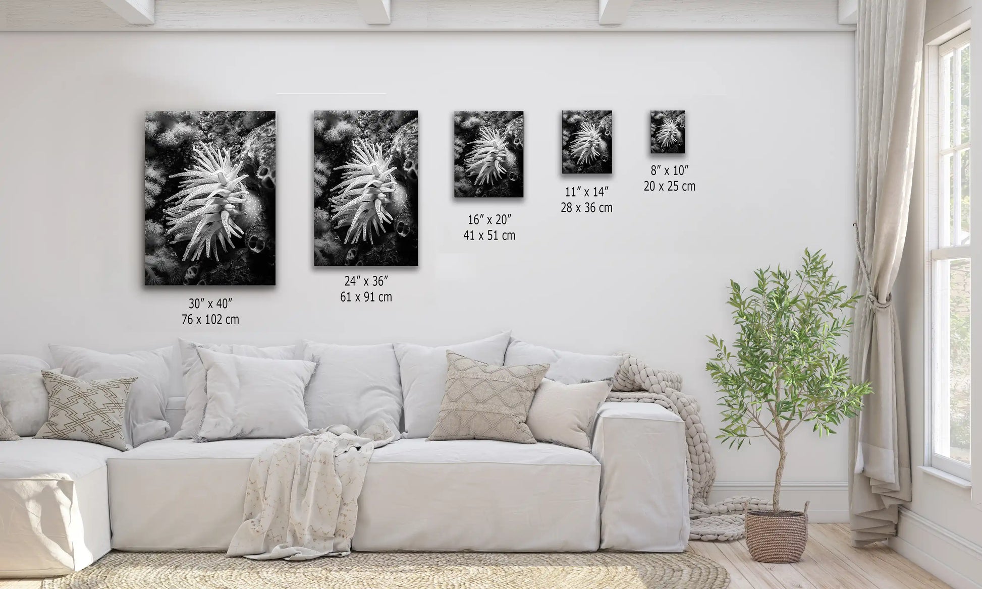Various sizes of black and white canvas prints of a Crimson Anemone displayed over a couch, showing scale and arrangement options.