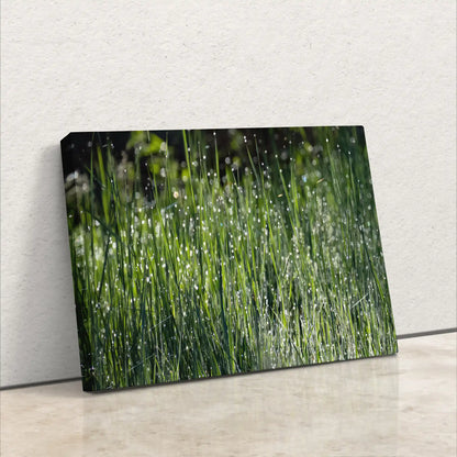 Yosemite National Park dew on grass abstract photography, canvas print side view, nature landscape wall art, perfect for modern home decor.