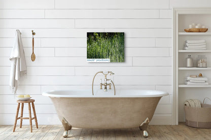 16x20 abstract grass and dew photo in bathroom, Yosemite National Park, nature wall art, contemporary home decor, serene and peaceful bathroom art