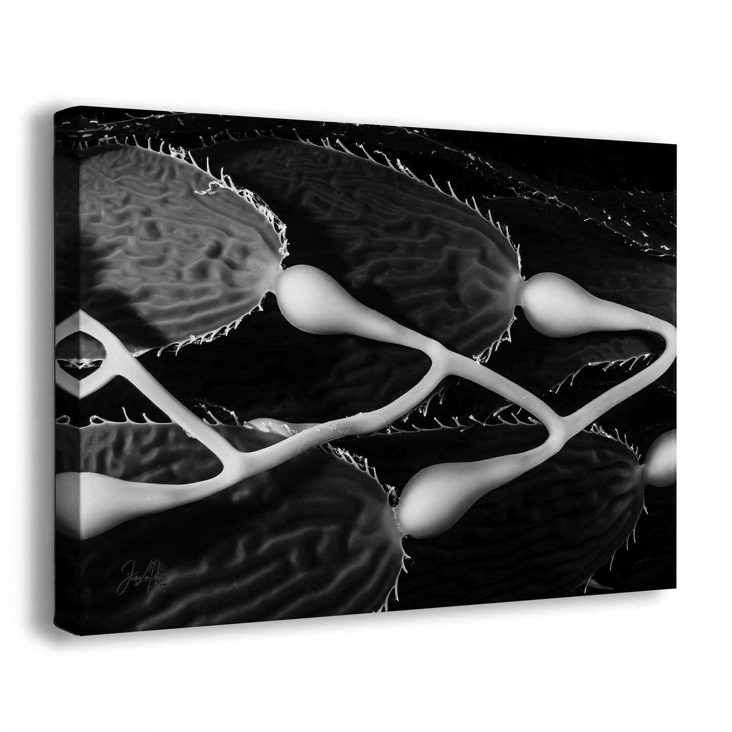 Equanimity | Black & White Underwater Photograph, Limited Edition Ocean Fine Art