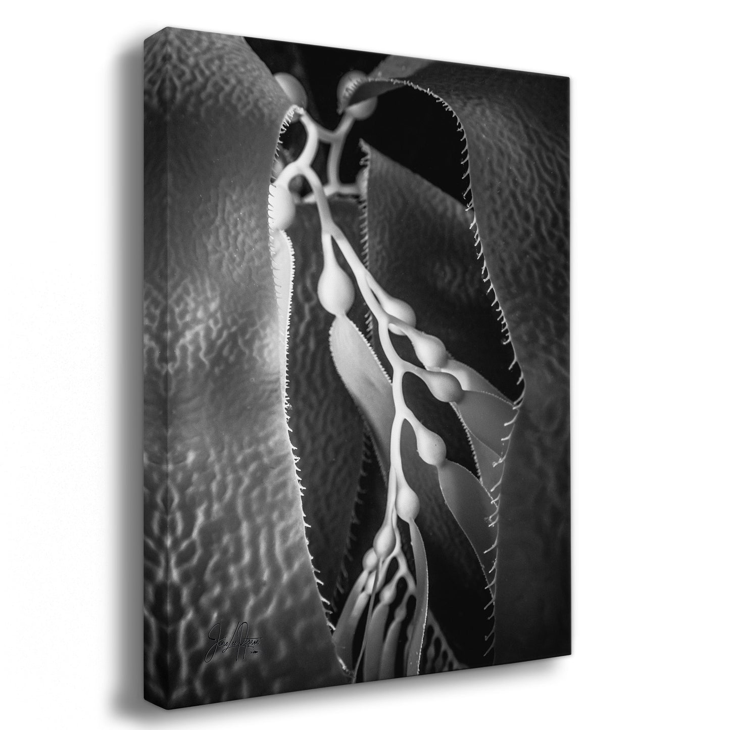 Essence – What Lies Beneath | Black & White Underwater Photograph, Limited Edition Ocean Fine Art (Copy)