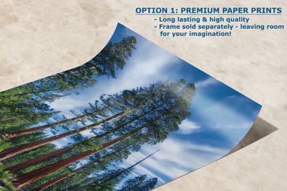 Premium paper print highlighting the vivid details of five Mariposa Sequoia trees in a lush forest.