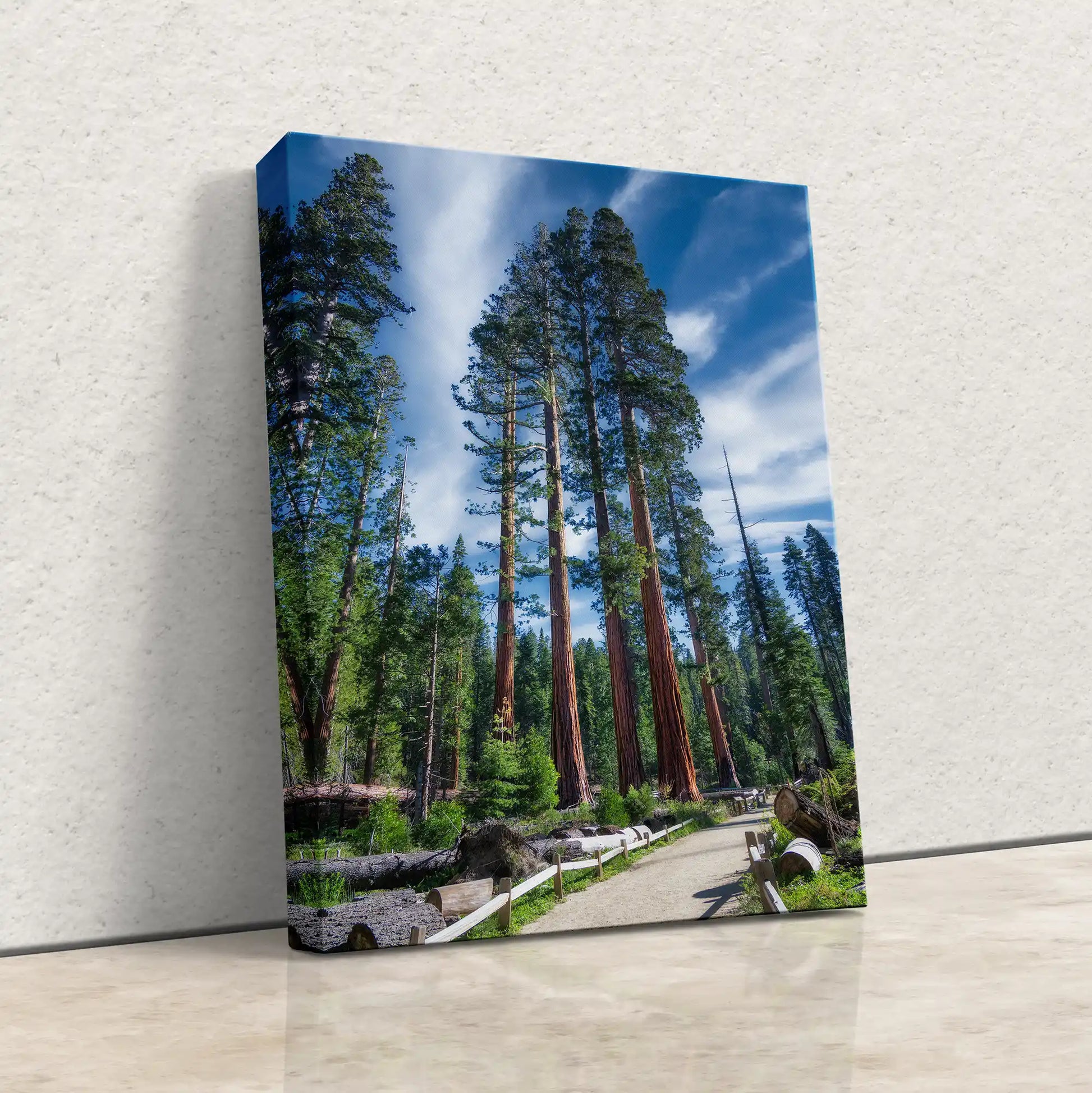 Left-leaning canvas print of five towering Mariposa Sequoia trees against a blue sky.