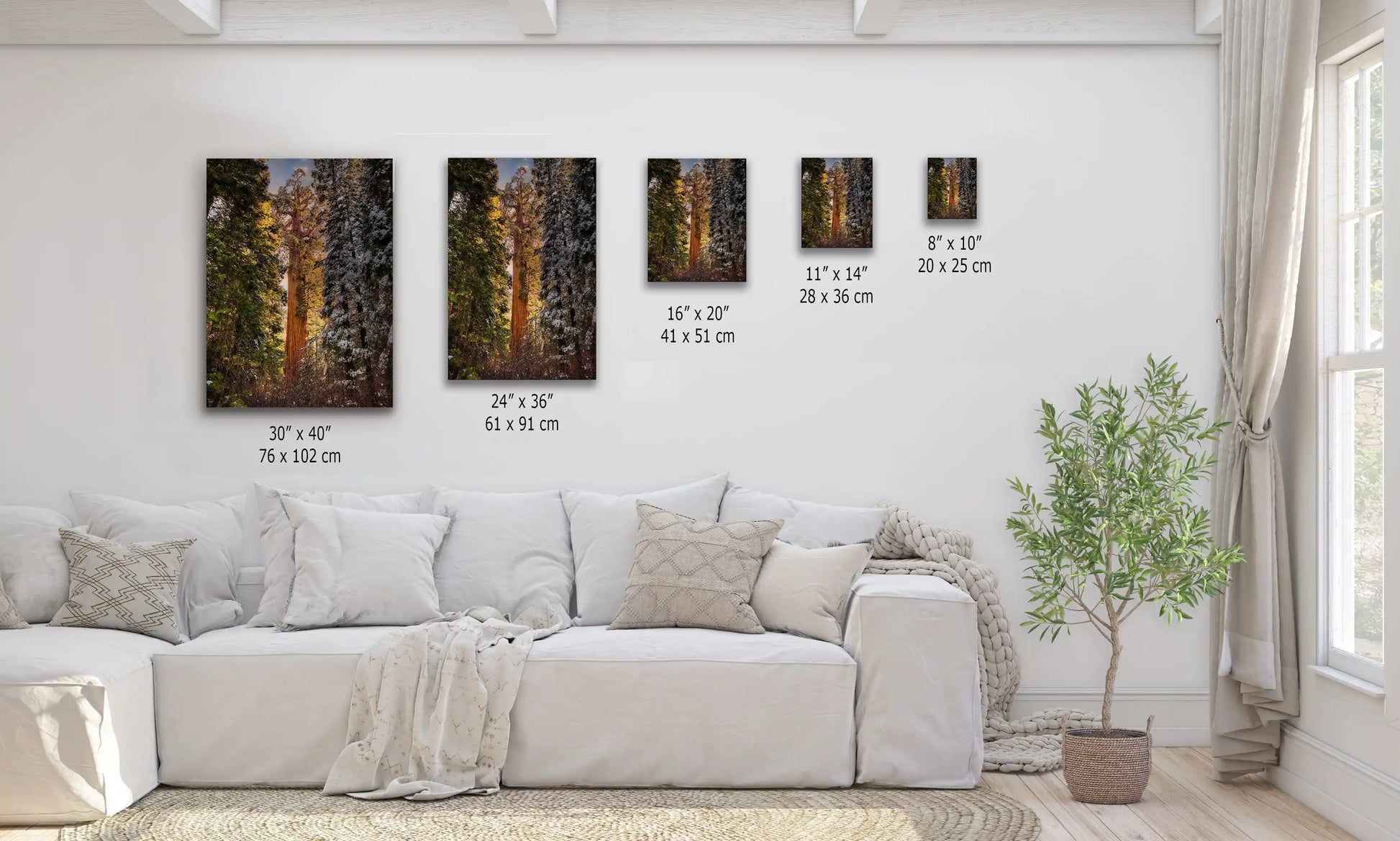 A wall display shows various sizes of the Giant Sequoia canvas, allowing the grand presence of Grant Grove to be tailored to different spaces and styles.