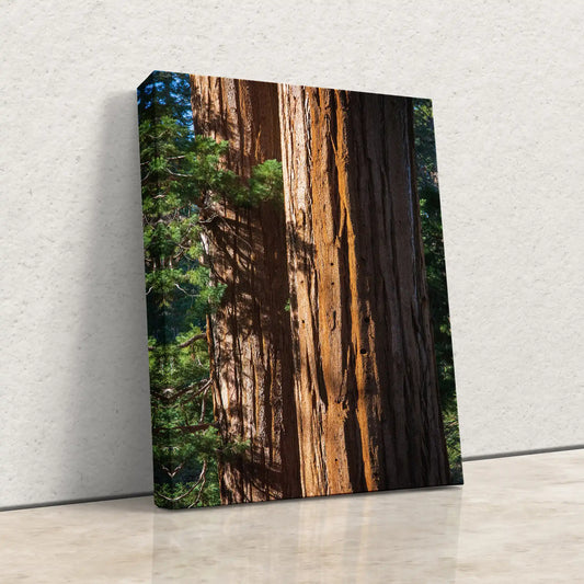 A left-leaning canvas on a white floor, showing a close-up of a Giant Sequoia tree's bark with vibrant green foliage in the distanc