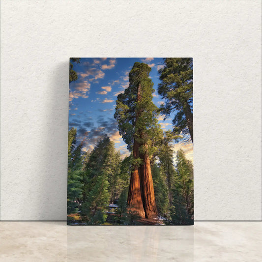 Giant Sequoia Tree Photograph Canvas Art leaning against wall