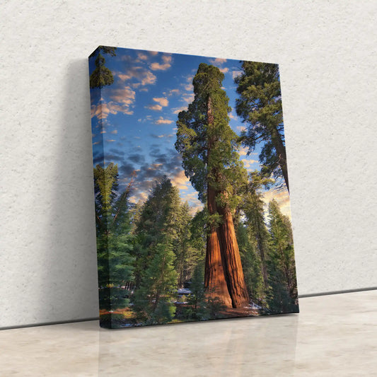 Giant Sequoia Tree Photograph Canvas Art leaning against wall