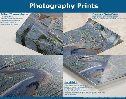 A comparison of different print mediums (canvas, photo paper, metal) depicting a great blue heron standing in water.