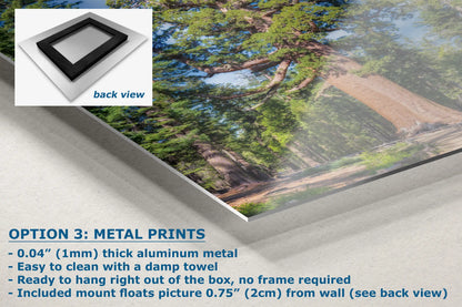 Detailed view of aluminum metal print featuring Grizzly Giant in Mariposa Grove, Yosemite.