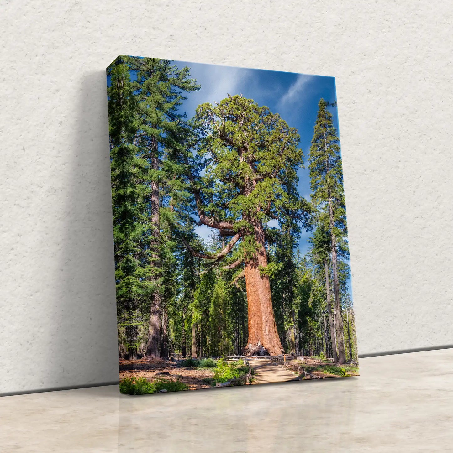 Giant Sequoia Tree Wall Art from Yosemite National Park's Mariposa Grove