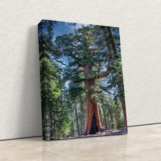 Giant Sequoia Tree Forest Wall Art from Mariposa Grove at Yosemite National Park