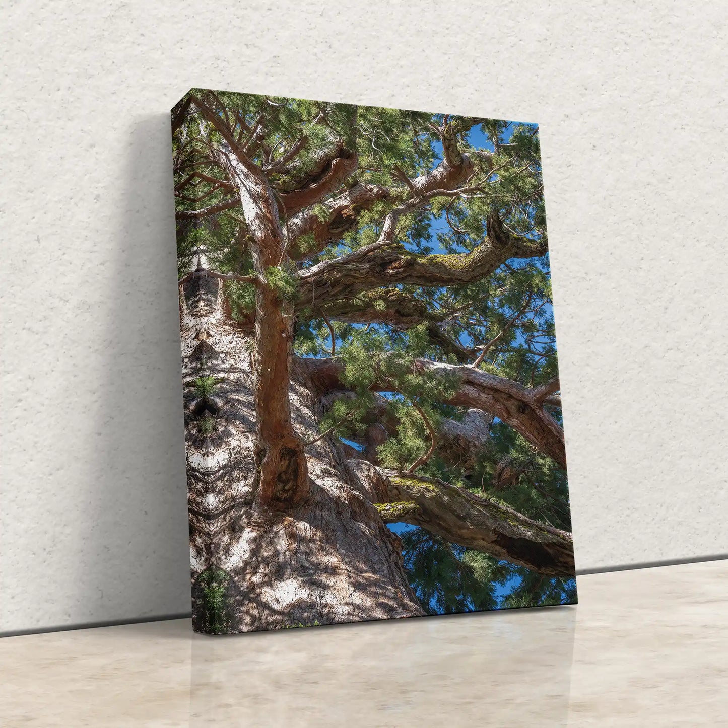 Giant Sequoia Limbs Tree Art, Mariposa Grove Yosemite National Park