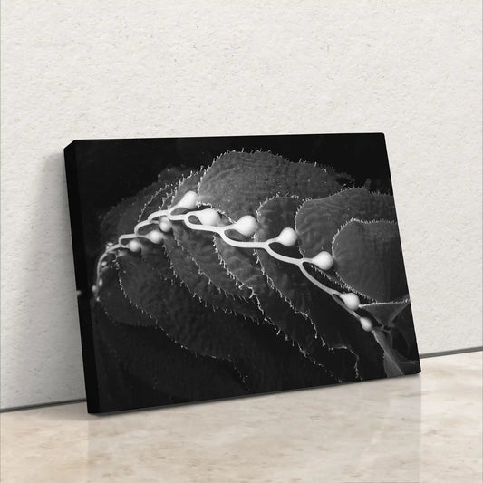 A canvas print leaning against a wall featuring a black and white underwater kelp scene.