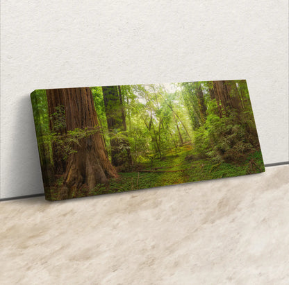 Redwood Tree Wall Art Panoramic Forest Print Gift