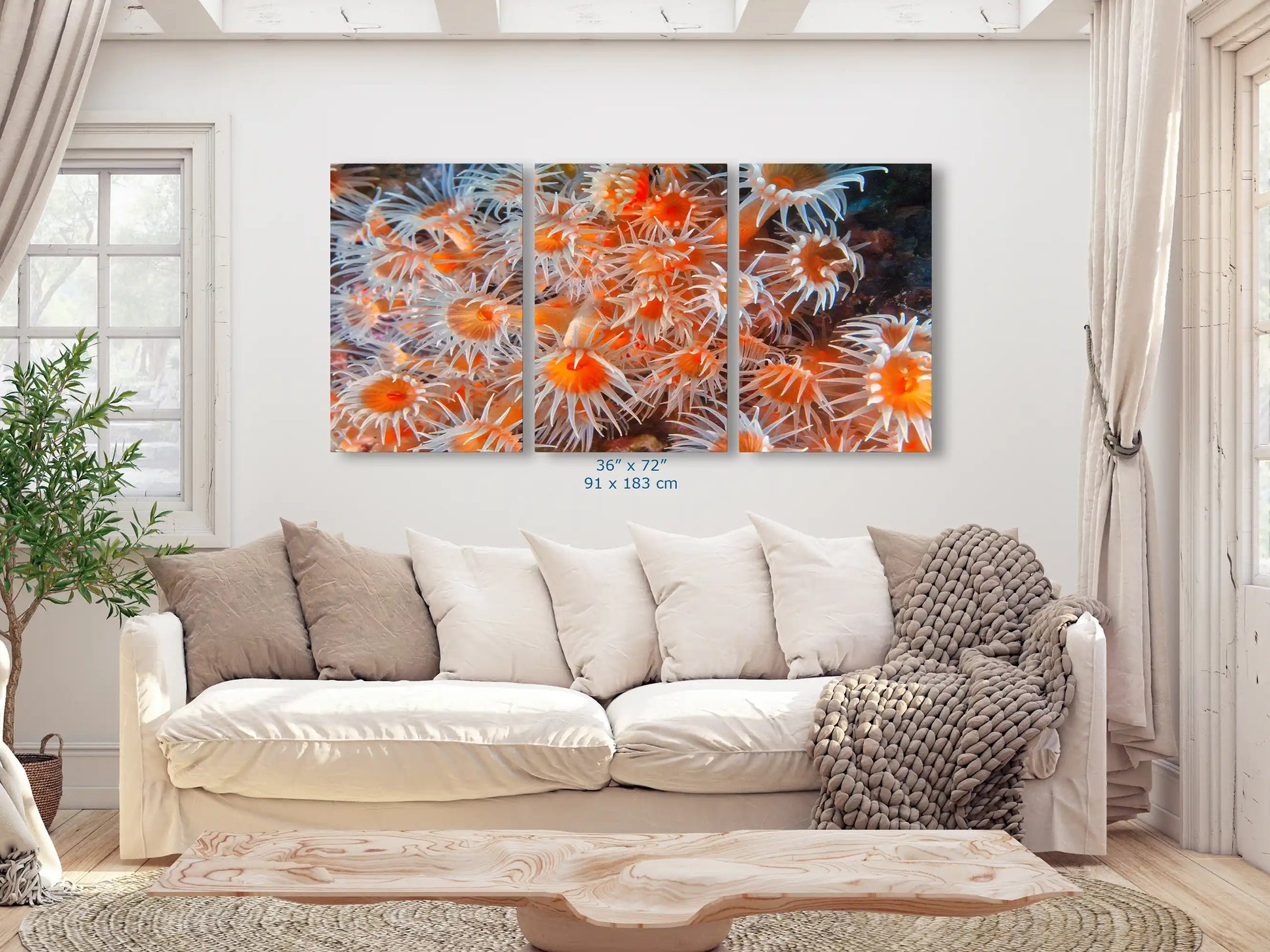 A large 36x72 inch canvas artwork in a living space, with a full-frame display of light orange zoanthids.