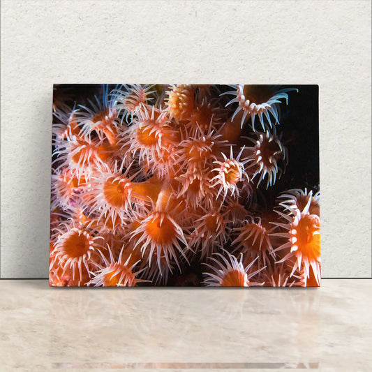 A canvas print resting on a surface, featuring a close-up of light orange zoanthids, a type of sea anemone.