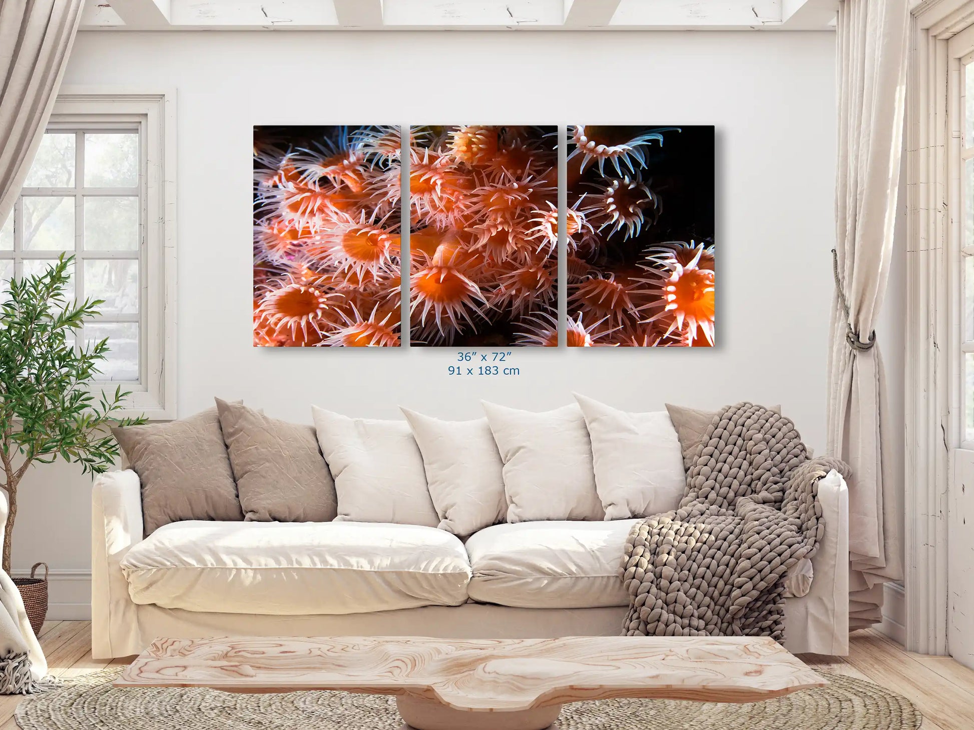 A large 36x72 inch canvas artwork in a living space, with a full-frame display of light orange zoanthids.