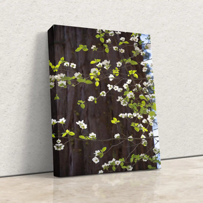 Pacific Dogwood Blooming Flowers Nature Wall Art