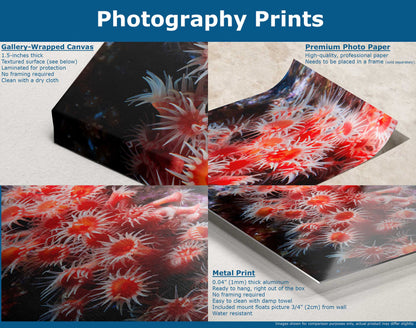 Marketing image comparing gallery-wrapped canvas, premium photo paper, and metal print mediums with red zoanthid underwater imagery.