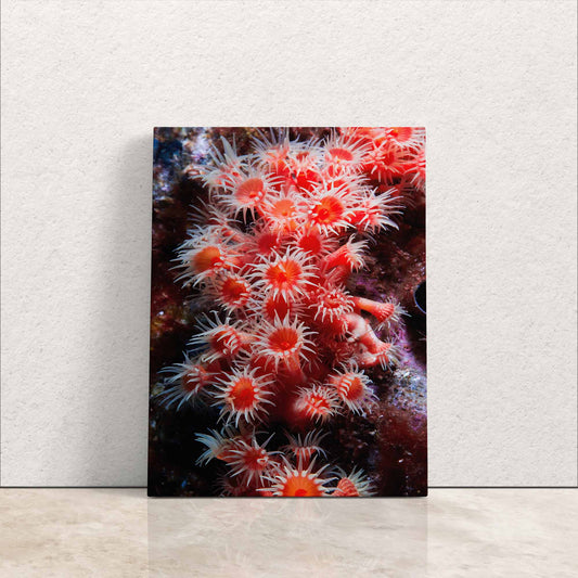 Frontal view of a canvas print resting against a wall, displaying a vertical composition of red zoanthids.