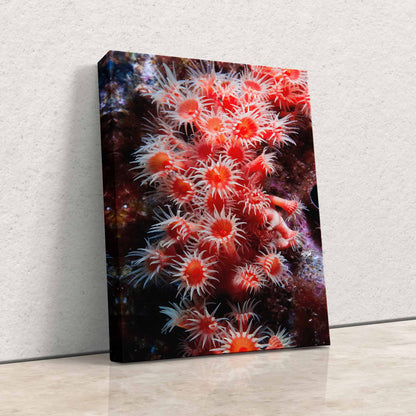 Canvas print depicting red zoanthid coral, leaning to the left against a white wall, emphasizing the artwork's depth.