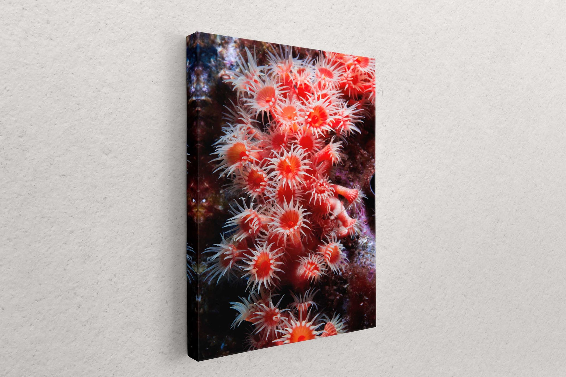Side view of a canvas showing a red zoanthid underwater photo print leaning against a white wall.