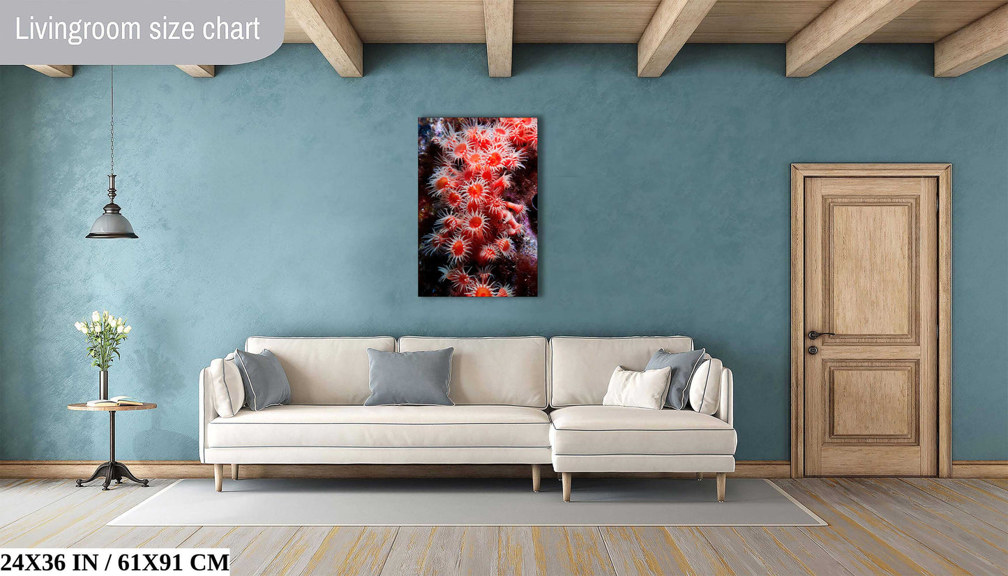A 24x36-inch canvas print of red zoanthids on a living room wall above a couch, showing the artwork's presence in a home setting.