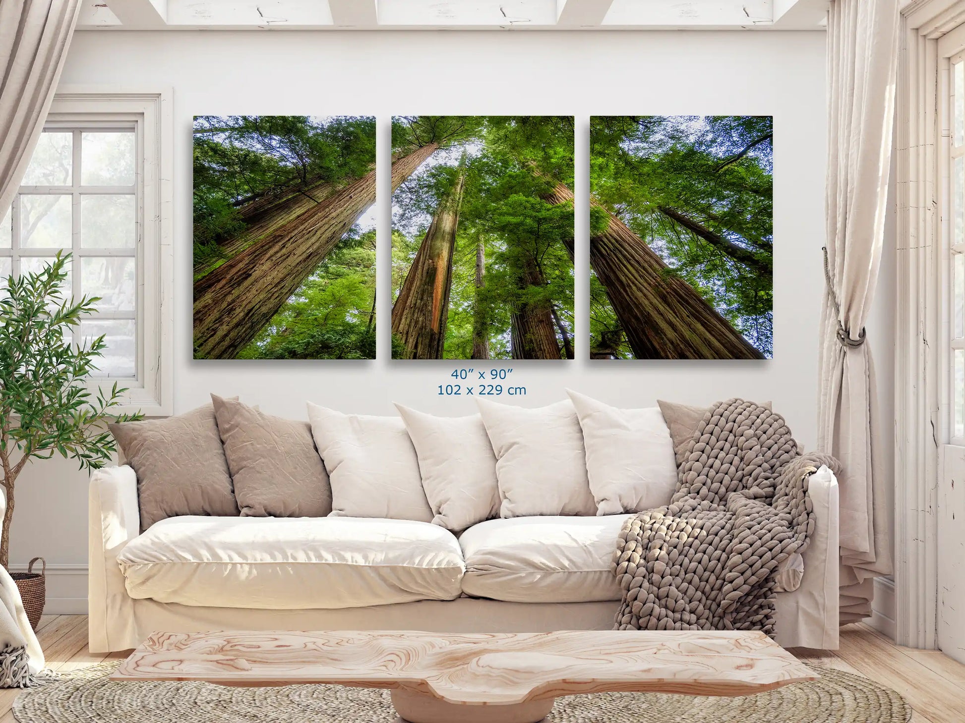 A grand canvas 40x90-inch triptych print of the California Redwoods, looking up from the forest floor, becomes the focal point in a sunlit living room full of greenery.