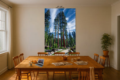 Giant Sequoia Tree Forest Picture Nature Photo, Redwood Trees Forest Bathing Decor, Relaxation Artwork for Home or Office