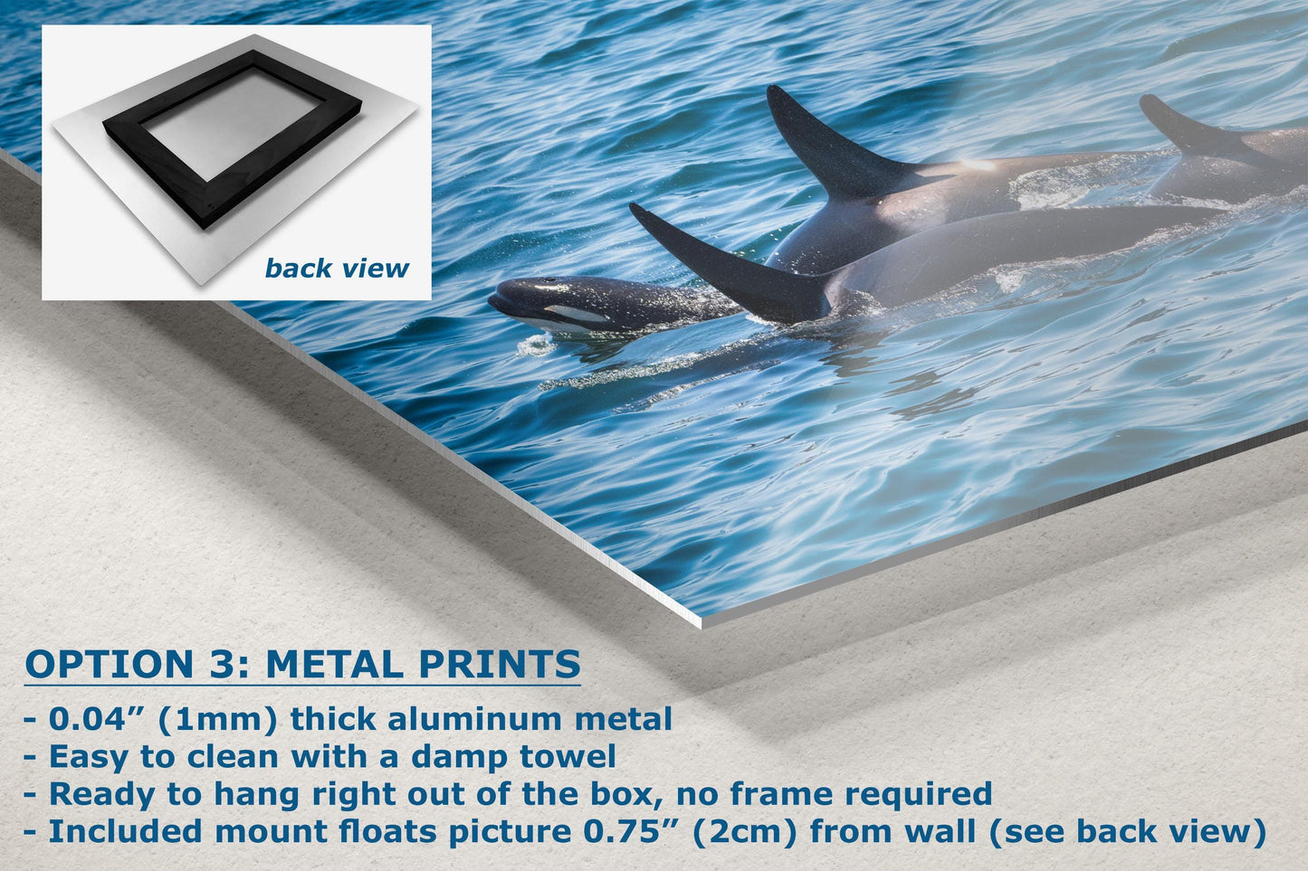 Close-up of an Orca (Killer Whale) family printed on aluminum metal with a floating mount, showing a sleek finish and vibrant colors.