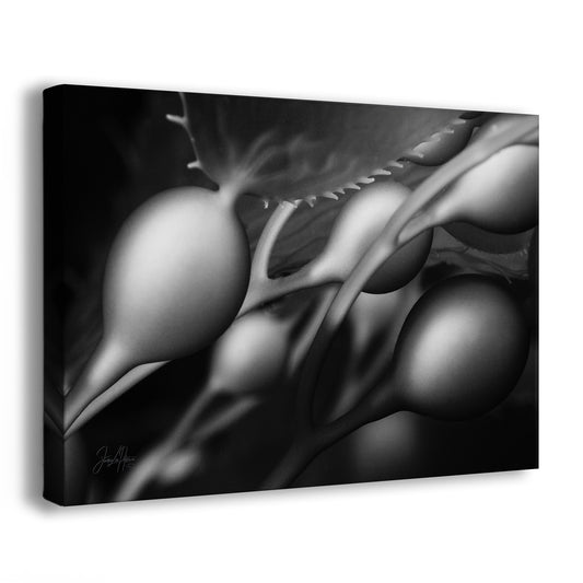 Awaken: Reaching for Life | Black & White Underwater Photograph, Limited Edition Ocean Fine Art
