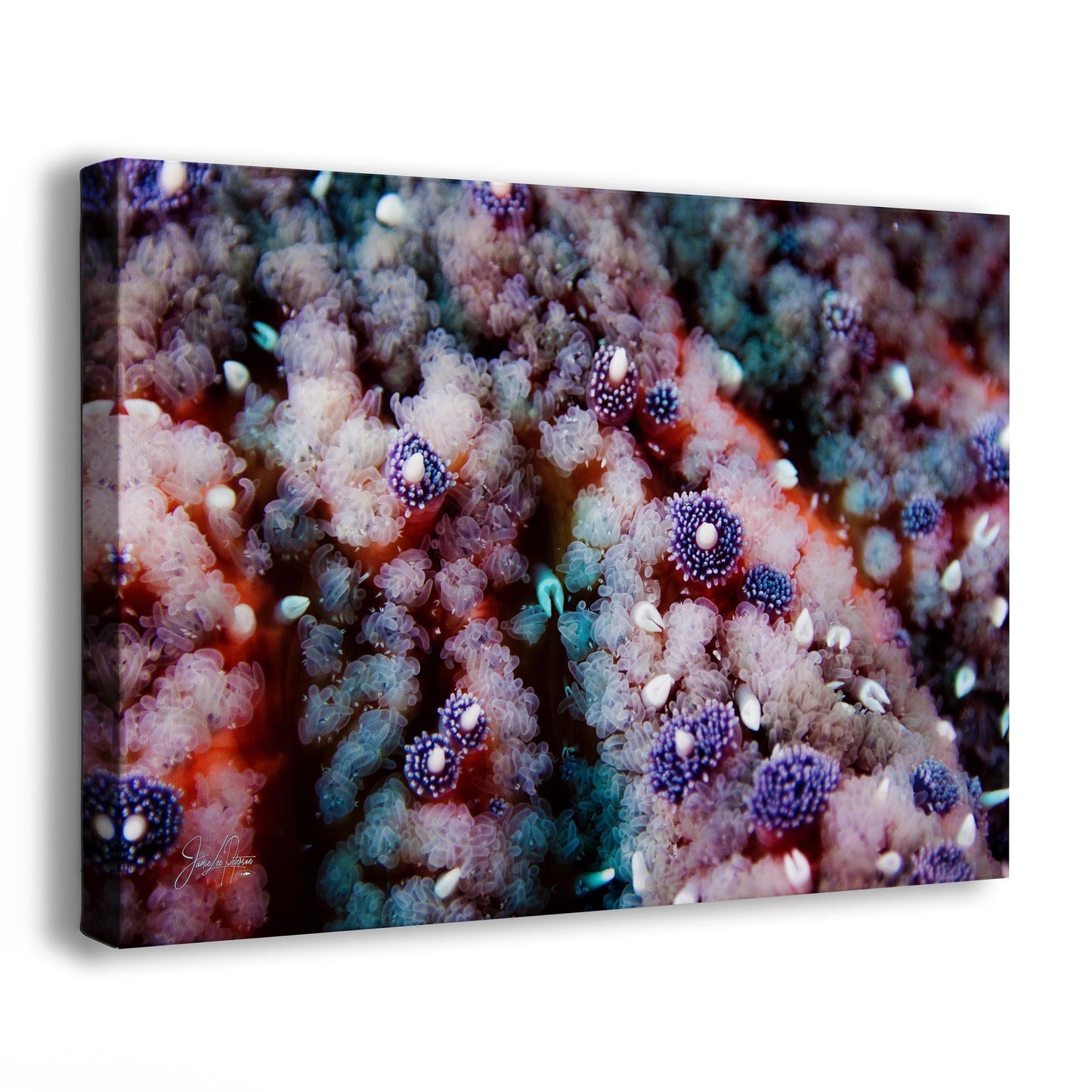 Vibrant Underwater Starfish Close-up: Abstract Ocean Photography Wall Art Print