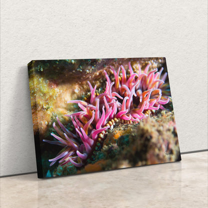 a picture of some pink sea anemones on a wall