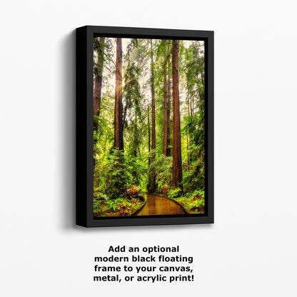 Redwood Trees Forest Picture Nature Photo, Forest Bathing House Decor, Relaxing Wall Art for Meditation, Home and Office
