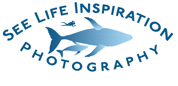 See Life Inspiration Photography by Jamie Lee Peterson