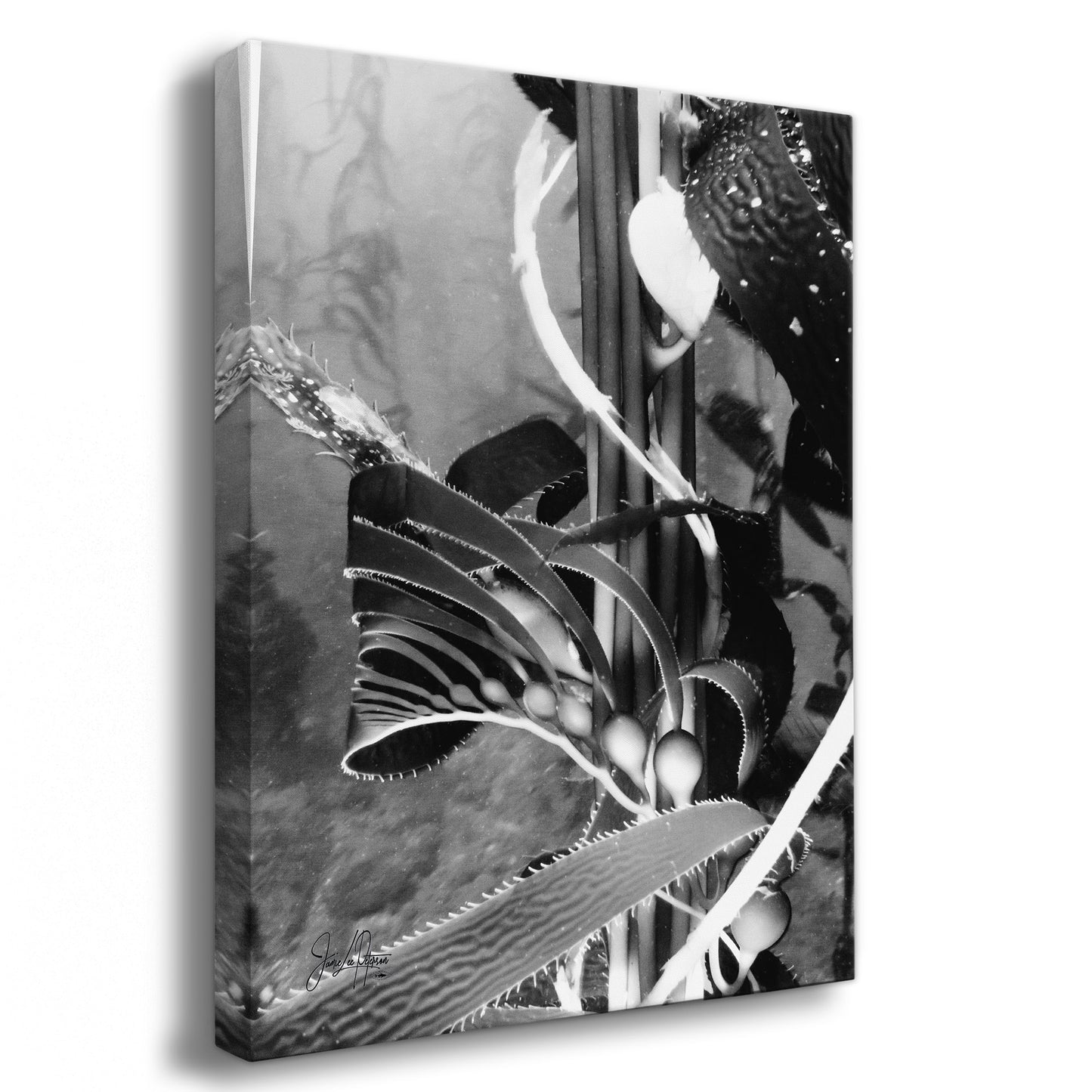 Gratitude: Presence in Motion - Part 1 | Black & White Underwater Photograph, Limited Edition Ocean Fine Art