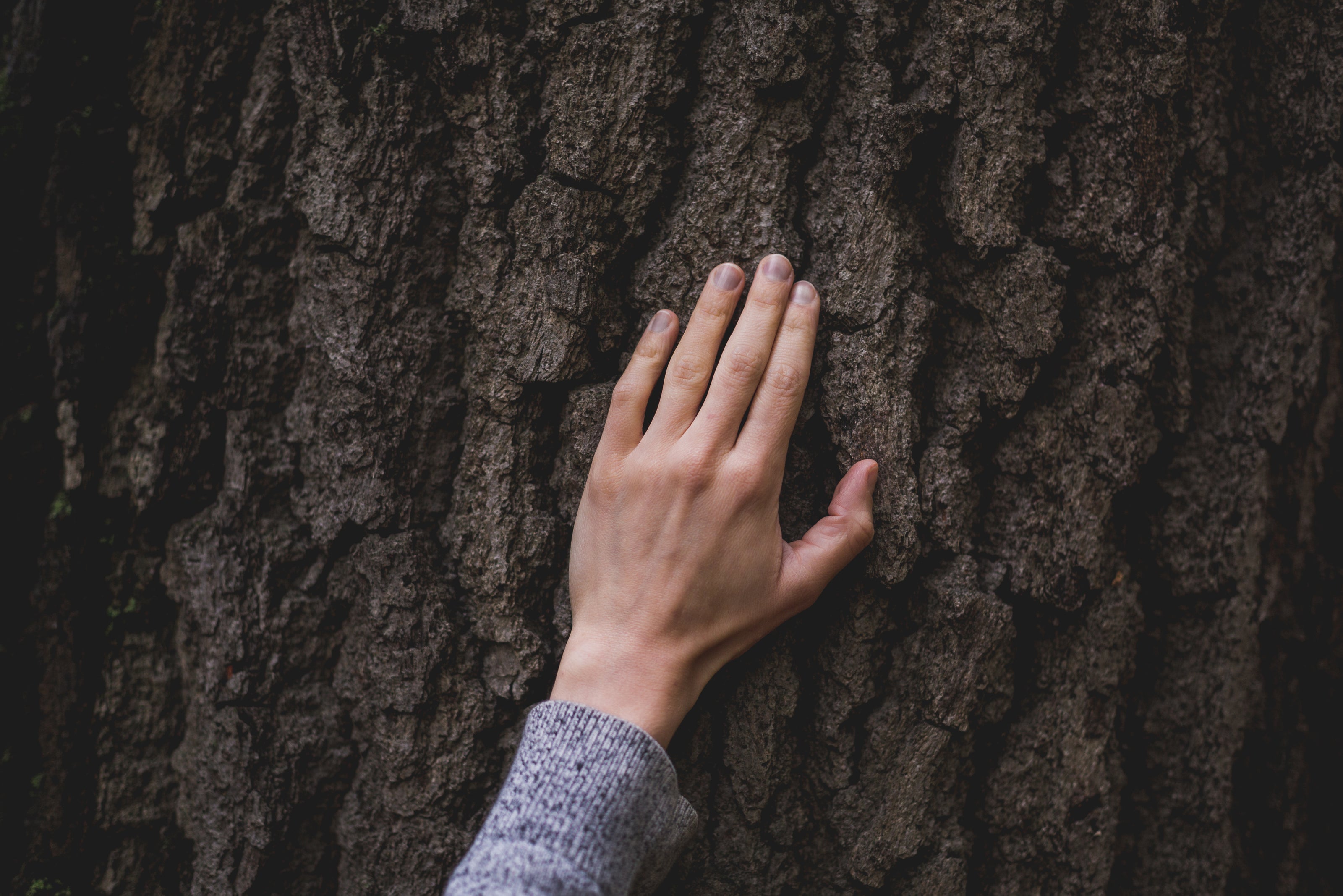 A person's hand touching the rough bark of a large tree, symbolizing connection with nature.