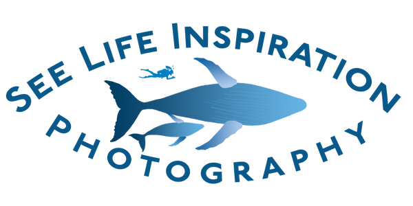 See Life Inspiration Photography