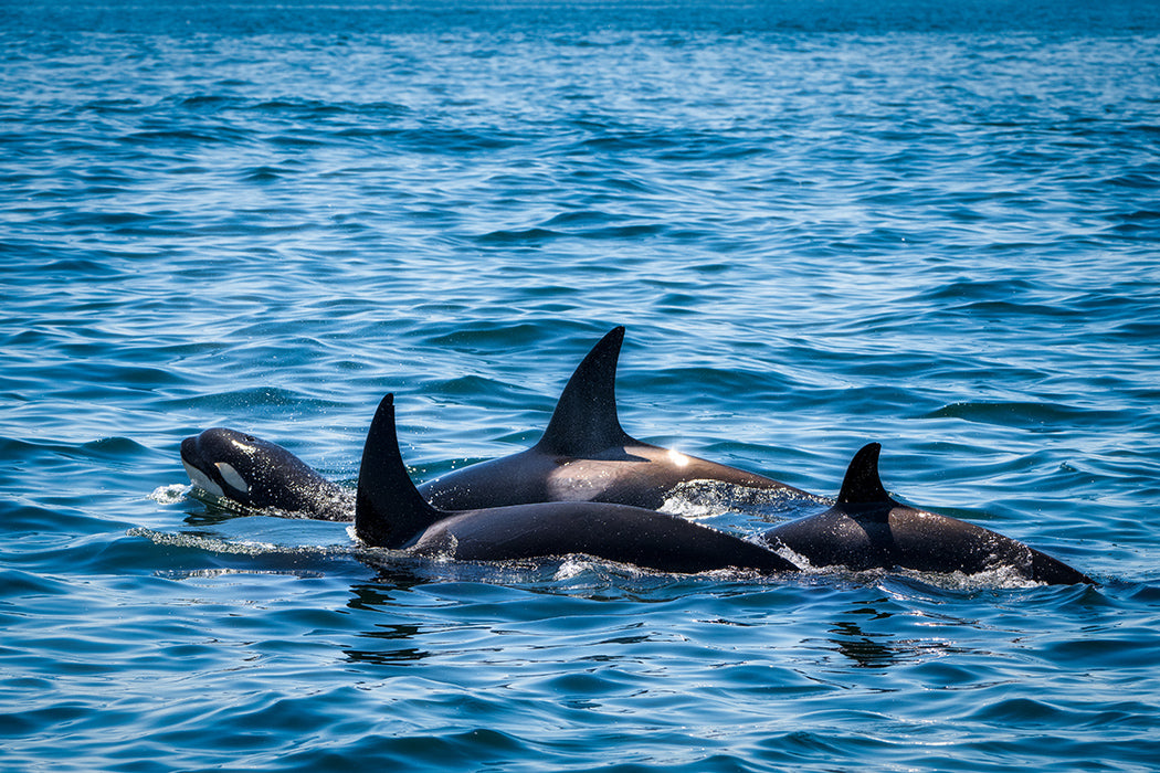 Three orcas swimming in blue ocean water, with their black and white bodies and dorsal fins visible above the surface.