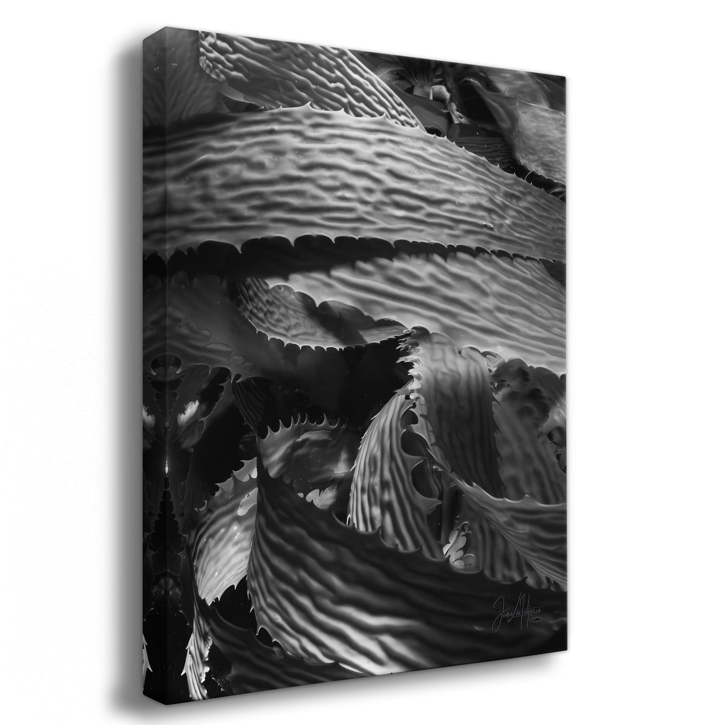 Patience | Black & White Underwater Photograph, Limited Edition Ocean Fine Art