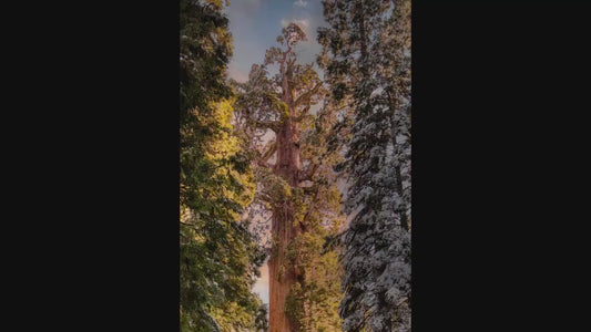 Giant Sequoia Tree Forest Picture Nature Photo, Redwood Tree Wall Art, Forest Bathing Decor, Bohemian Style Relaxation Artwork
