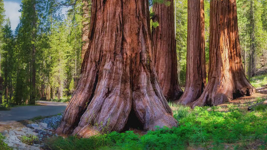 Giant Sequoia Tree Forest Picture Nature Photo, Redwood Trees Forest Bathing for Relaxation and Meditation in Living Room and Office