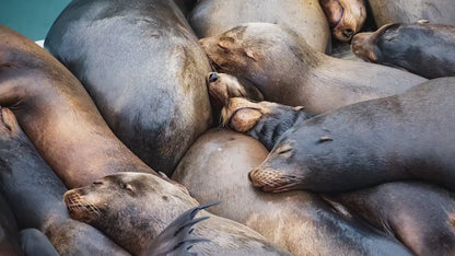 California Sea Lion Marine Mammal Wildlife Photography Wall Art - Ocean Animals Nursery Decor Coastal Home Artwork, Marine Biology Print