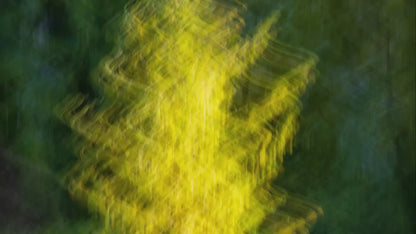 Impressionist Art Forest Picture Abstract Nature Photo, Relaxation Artwork, Forest Bathing Wall Decor, Meditation, Bohemian Style Canvas Print