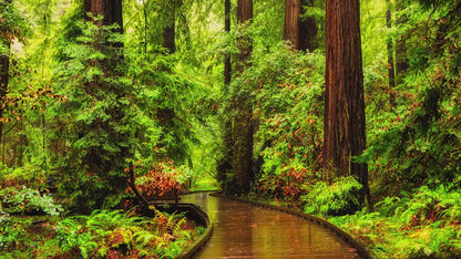 Redwood Trees Forest Picture Nature Photo, Forest Bathing House Decor, Relaxing Wall Art for Meditation, Home and Office